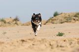 BORDER COLLIE 395
